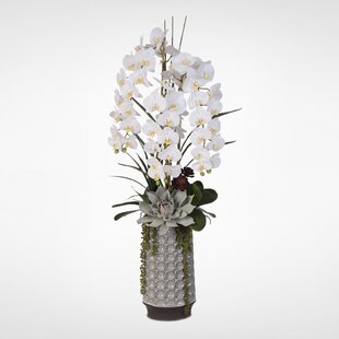 Tall Orchid Arrangement Wayfair