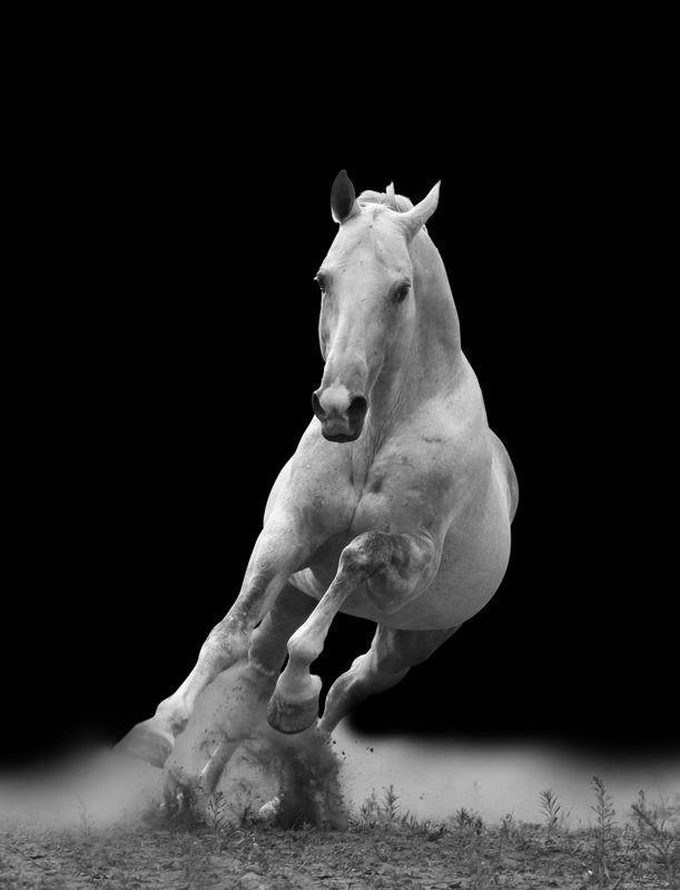 Looking for edgy horse art piece? 'Horse Trot' Photographic Print #horseprint #horseart