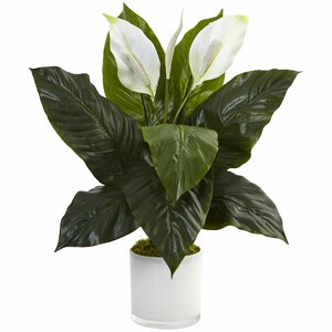 Artificial Spathiphyllum Flowering Peace Lily Floral Arrangement in Planter
