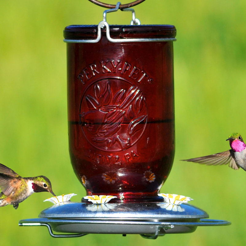 Perky Pet Mason Jar Glass Hummingbird Feeder Reviews Wayfair