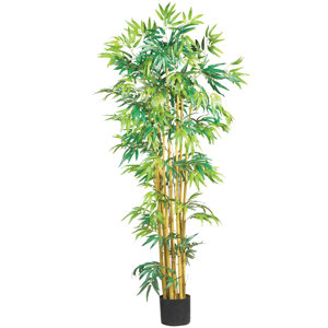 Silk Bambusa Bamboo Tree in Green