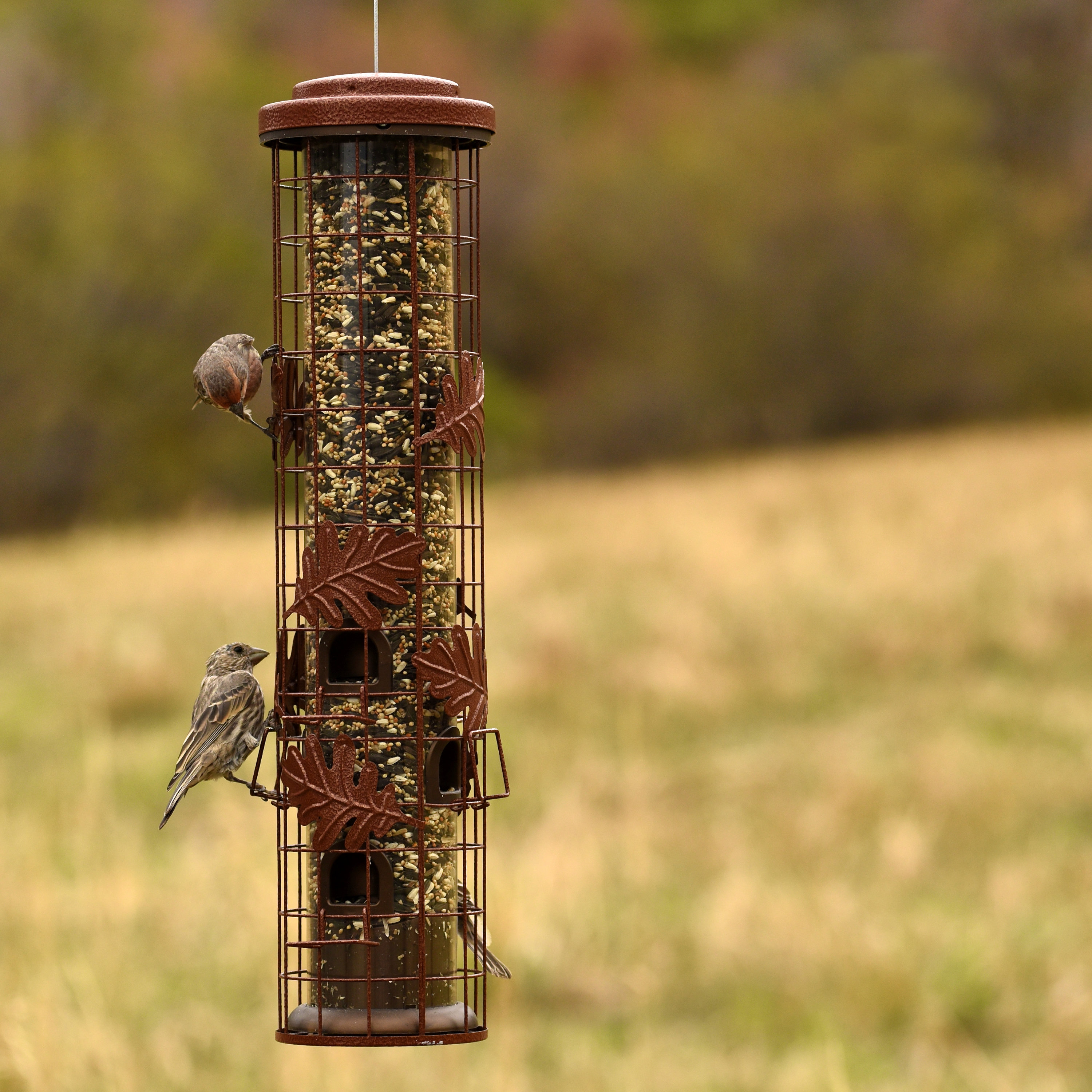 Perky Pet Squirrel Be Gone Tube Bird Feeder Reviews Wayfair