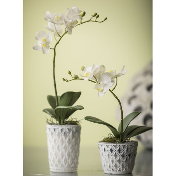 Faux White Orchid Joss Main