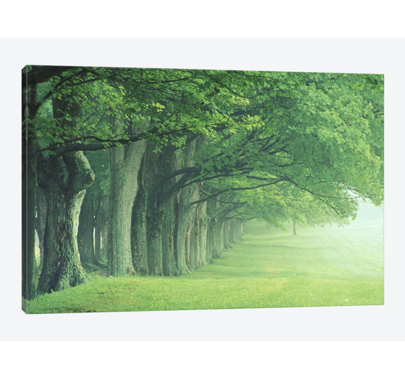 East Urban Home Stately Row Of Trees Kentucky Usa Photographic