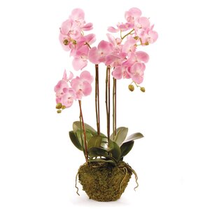 Drop-In Phalaenopsis