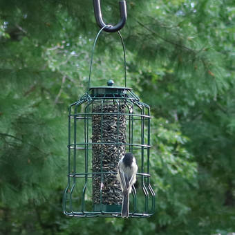 Gift Essentials Dragonfly With Leaves Decorative Bird Feeder Wayfair