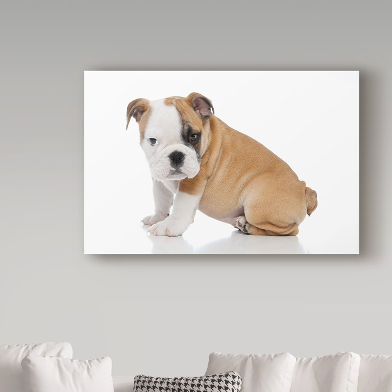 Trademark Art Baby English Bulldog Photographic Print On Wrapped Canvas Wayfair