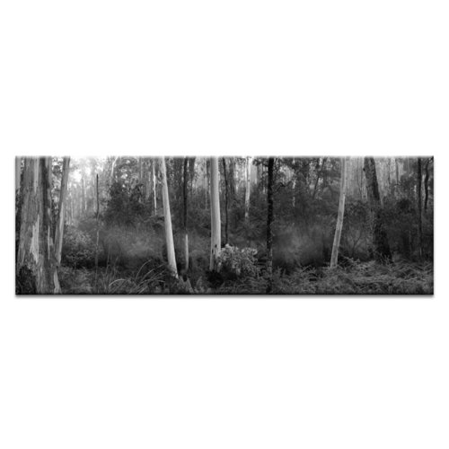 Tranquil Forest by Andrew Brown Photographic Print on Canvas in Black/White East Urban Home