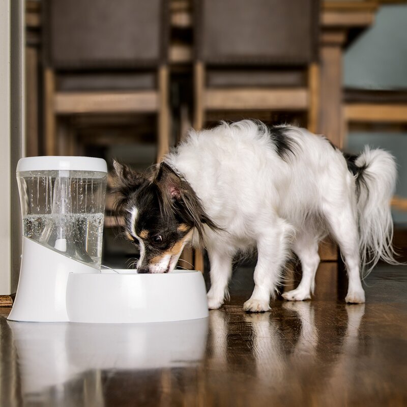 fresh flow pet drinking fountain