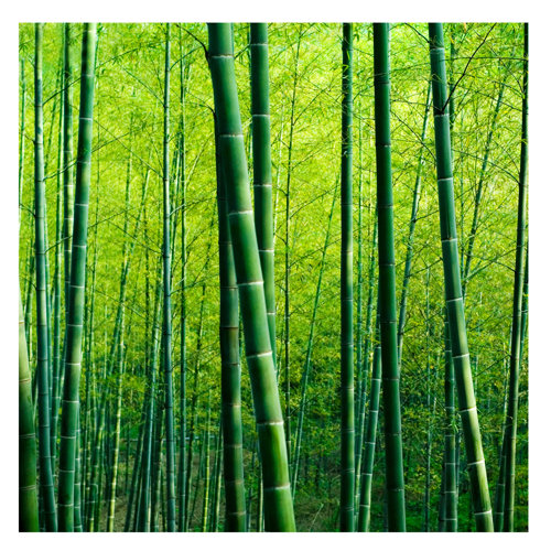 Bamboo Forest 2.88m x 288cm Wallpaper Roll East Urban Home