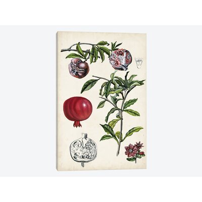 'Pomegranate Composition I' Graphic Art Print on Canvas East Urban Home Size: 12