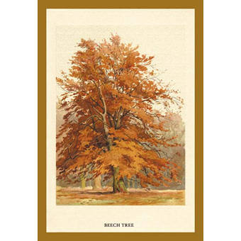 Buyenlarge The Beech Tree By W H J Boot Painting Print Wayfair