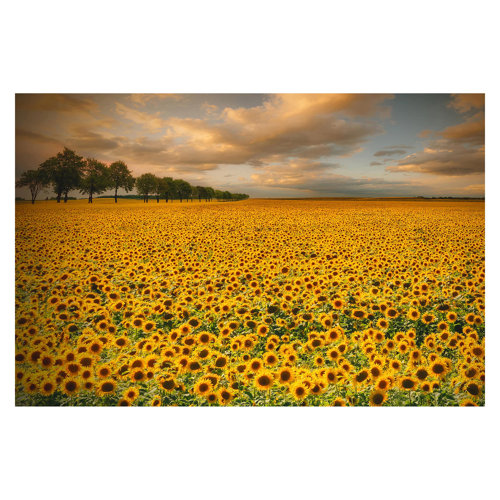 Sunflower Field 1.9m x 2.88m Textured Matte Peel & Stick Wall Mural East Urban Home