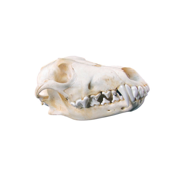 Decorative Animal Skulls Wayfair