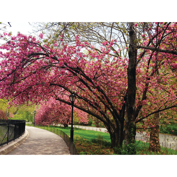Get Wallpaper Buy Art For Less Cherry Blossom Tree By Marilu Windvand For Free