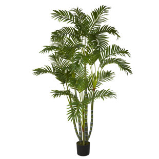 Indoor Floor Plants You\'ll Love | Wayfair Indoor Floor Plants You\'ll Love | Wayfair