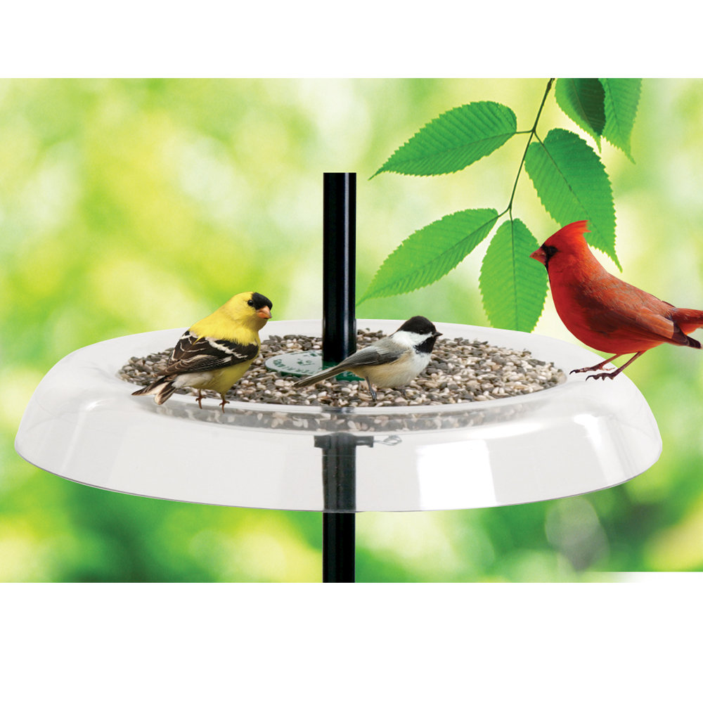 Droll Yankees Giant Seed Tray Bird Feeder And Squirrel Guard Wayfair