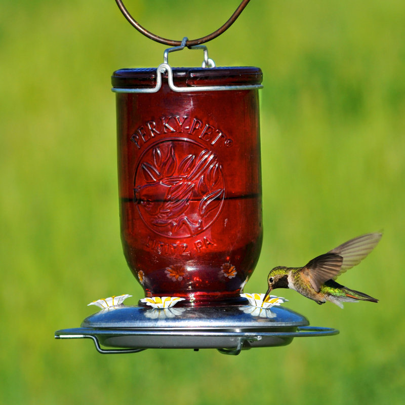 Perky Pet Mason Jar Glass Hummingbird Feeder Reviews Wayfair