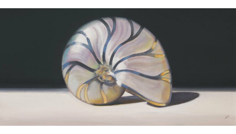 Greenbox Art Nautilus Shell Graphic Art Print Wayfair