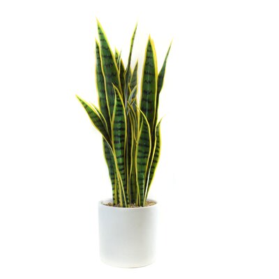 Snake plant Faux Plants You'll Love in 2020 | Wayfair