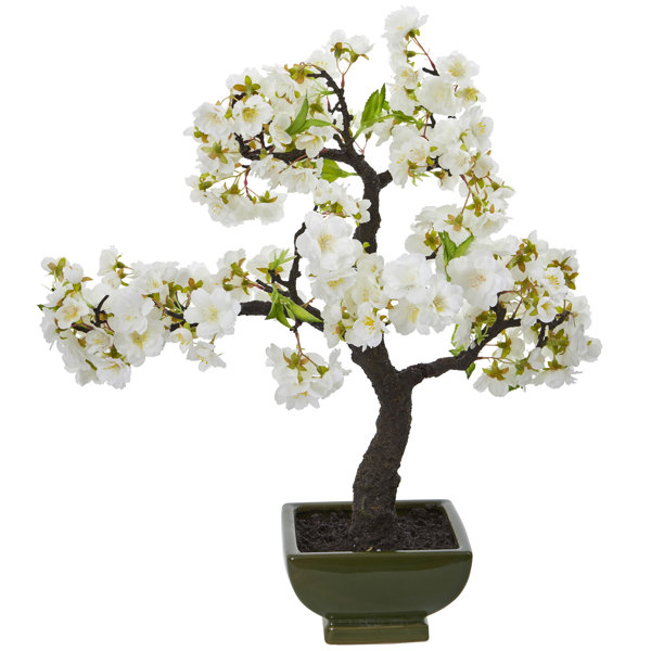 Japanese Cherry Blossom Tree Wayfair
