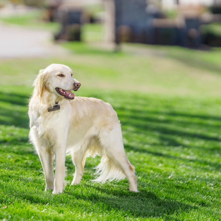 electrified fence for dogs