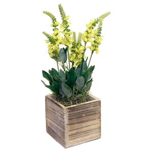 Grape Hyacinth in Wooden Pot