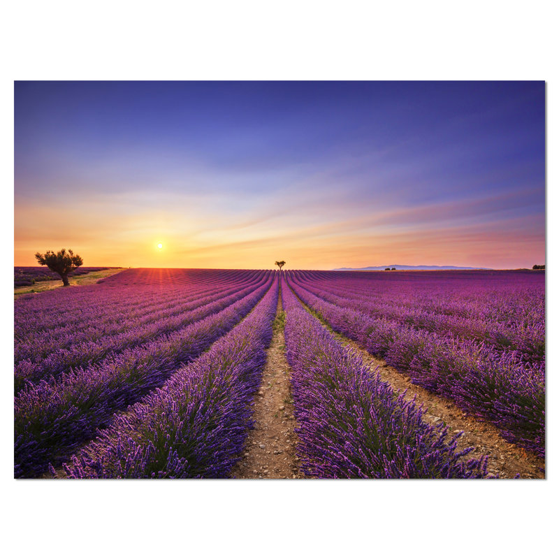 Designart Lavender Field In Provence France Photographic Print On Wrapped Canvas Wayfair Wayfair (w) stock key data. lavender field in provence france photographic print on wrapped canvas