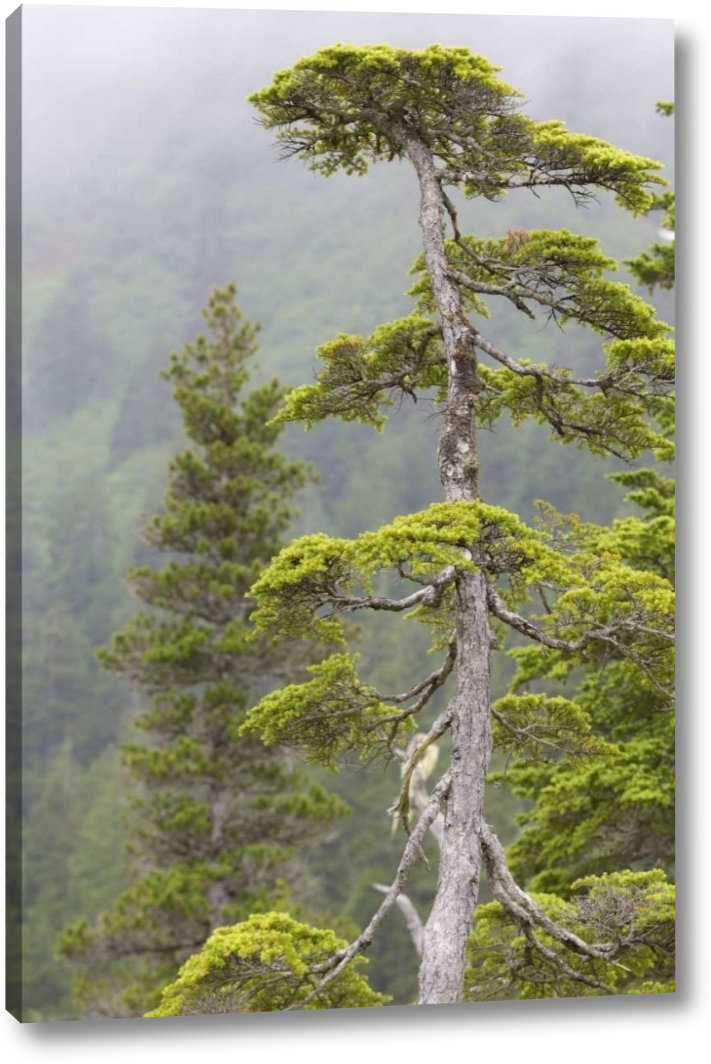 Millwood Pines Alaska Glacier Bay Np Scenic Of Hemlock Tree