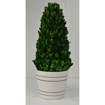 Gt Direct Corp Tower Boxwood Topiary In Planter Wayfair Ca