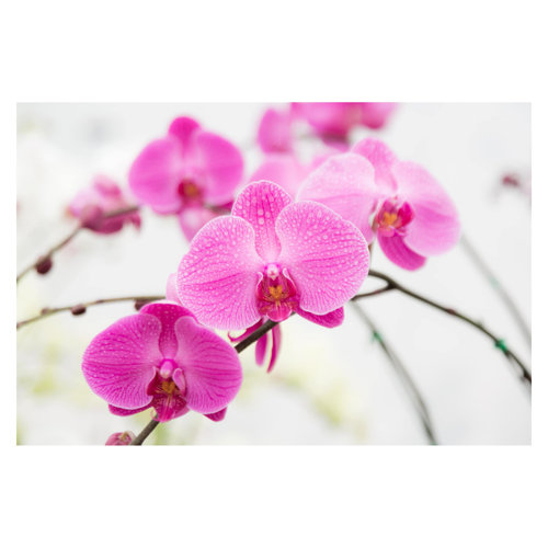 Close-Up Orchids 2.55m x 3.84m Textured Matt Peel & Stick Wall Mural East Urban Home