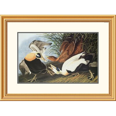 Eider Duck by John James Audubon Framed Painting Print Global Gallery Size: 23.86