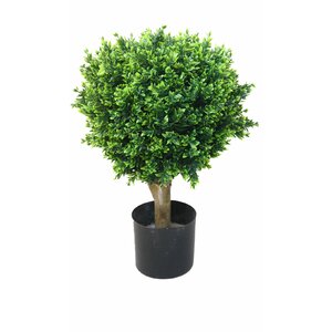 Hedyotis Topiary in Pot (Set of 2)