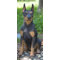 sitting doberman statue