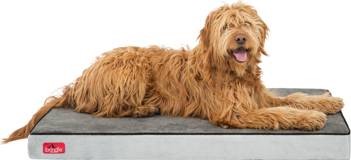 Brindle Orthopedic Memory Foam Dog Bed & Reviews Wayfair