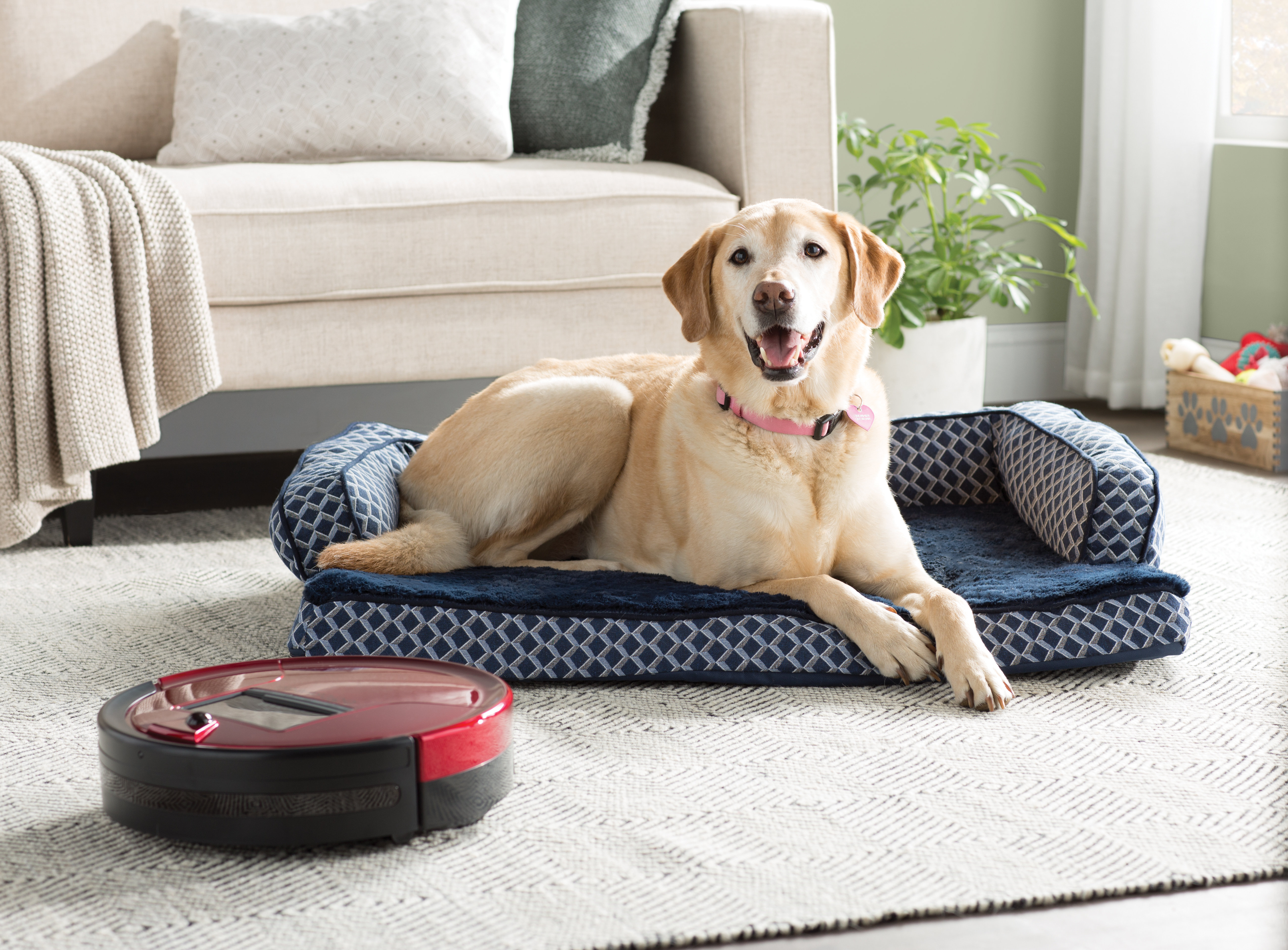 Archie Oscar Betsy Comfy Dog Sofa Reviews Wayfair