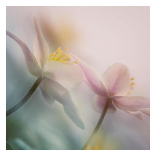 Wood Anemone 3.36m x 3.36m Textured Matte Self Adhesive Mural East Urban Home