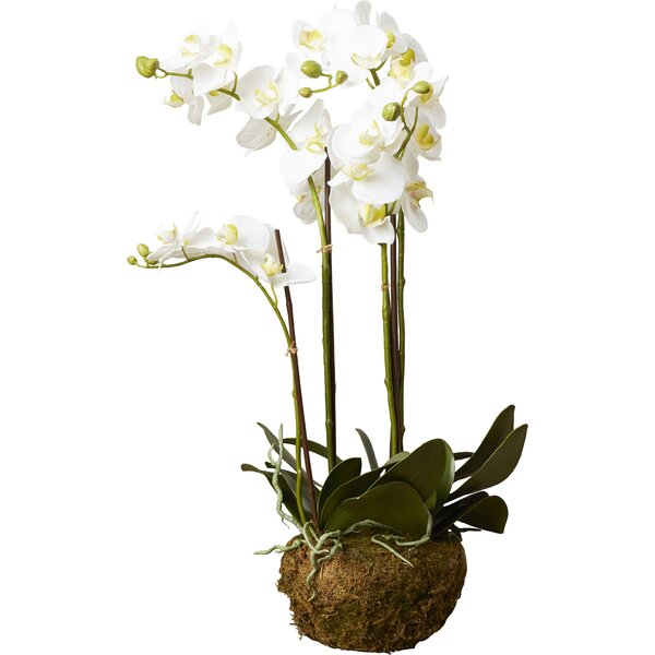 Phalaenopsis Faux Floral Orchids Flowers by House of Hampton