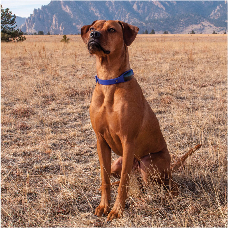 Black Decker Smart Dog Collar Wayfair