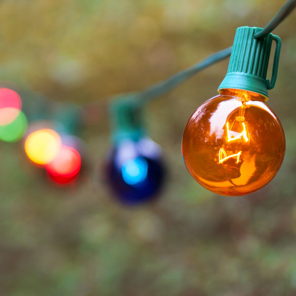 Steady 25 Light String Light by Wintergreen Lighting