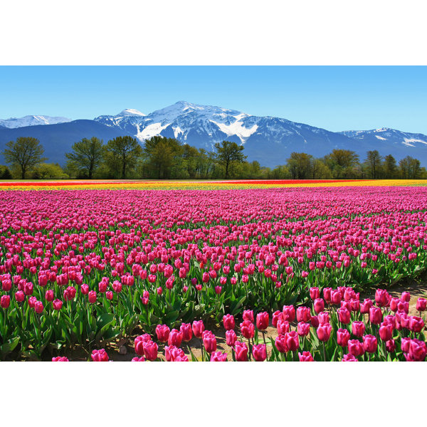 Brewster Home Fashions Ideal Décor Tulips Wall Mural & Reviews Wayfair