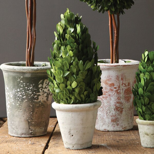 Boxwood Tapered Topiary in Pot by Laurel Foundry Modern Farmhouse
