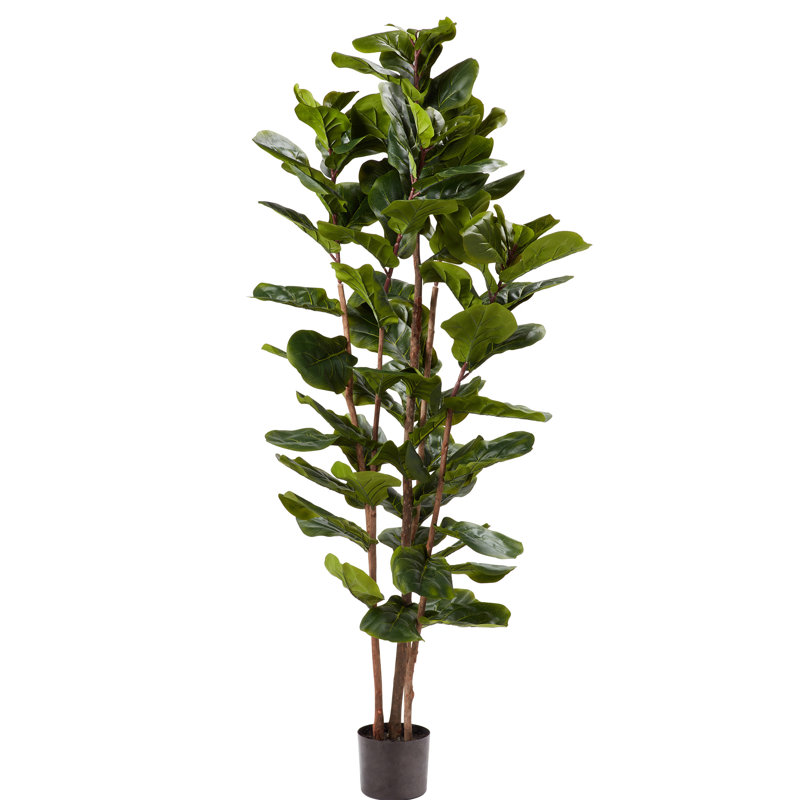 Are Fiddle Leaf Figs Poisonous To Cats Are Fiddle Leaf Figs Poisonous To Cats