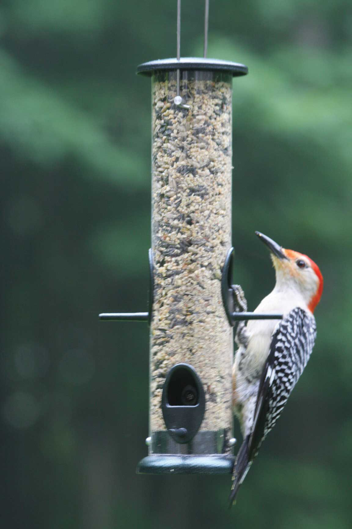 Birds Choice Low Cost Large Tube Bird Feeder Wayfair Ca