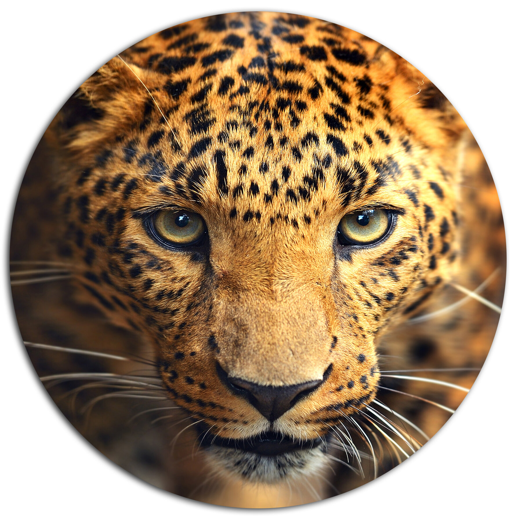 Designart Leopard Face Close Up Unframed Photograph Print