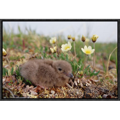 'Long-Tailed Jaeger Chick, Alaska' Photographic Print East Urban Home Format: Black Framed, Size: 12