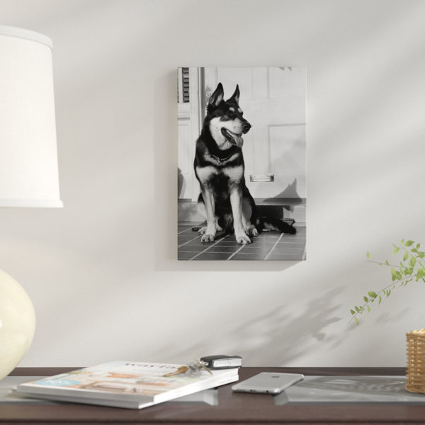 East Urban Home 1950s German Shepherd Dog Sitting Outside Front