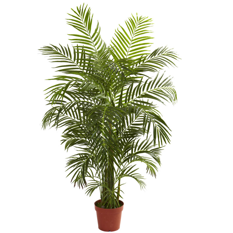 Areca Palm Tree Floor Plant In Pot Reviews Joss Main Areca Palm Tree Floor Plant In Pot