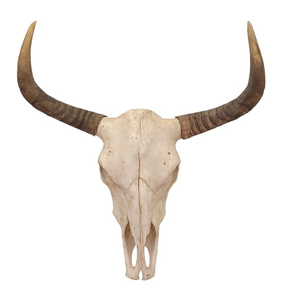 Loon Peak Bull Skull Wall Décor & Reviews | Wayfair