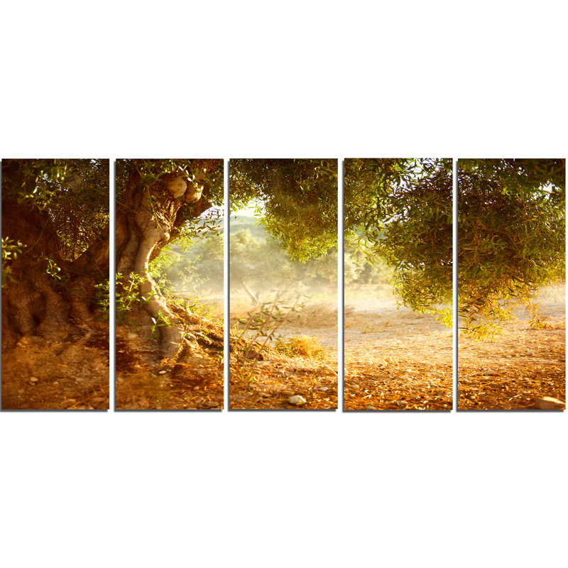 Designart Beautiful Old Olive Tree 5 Piece Photographic Print On